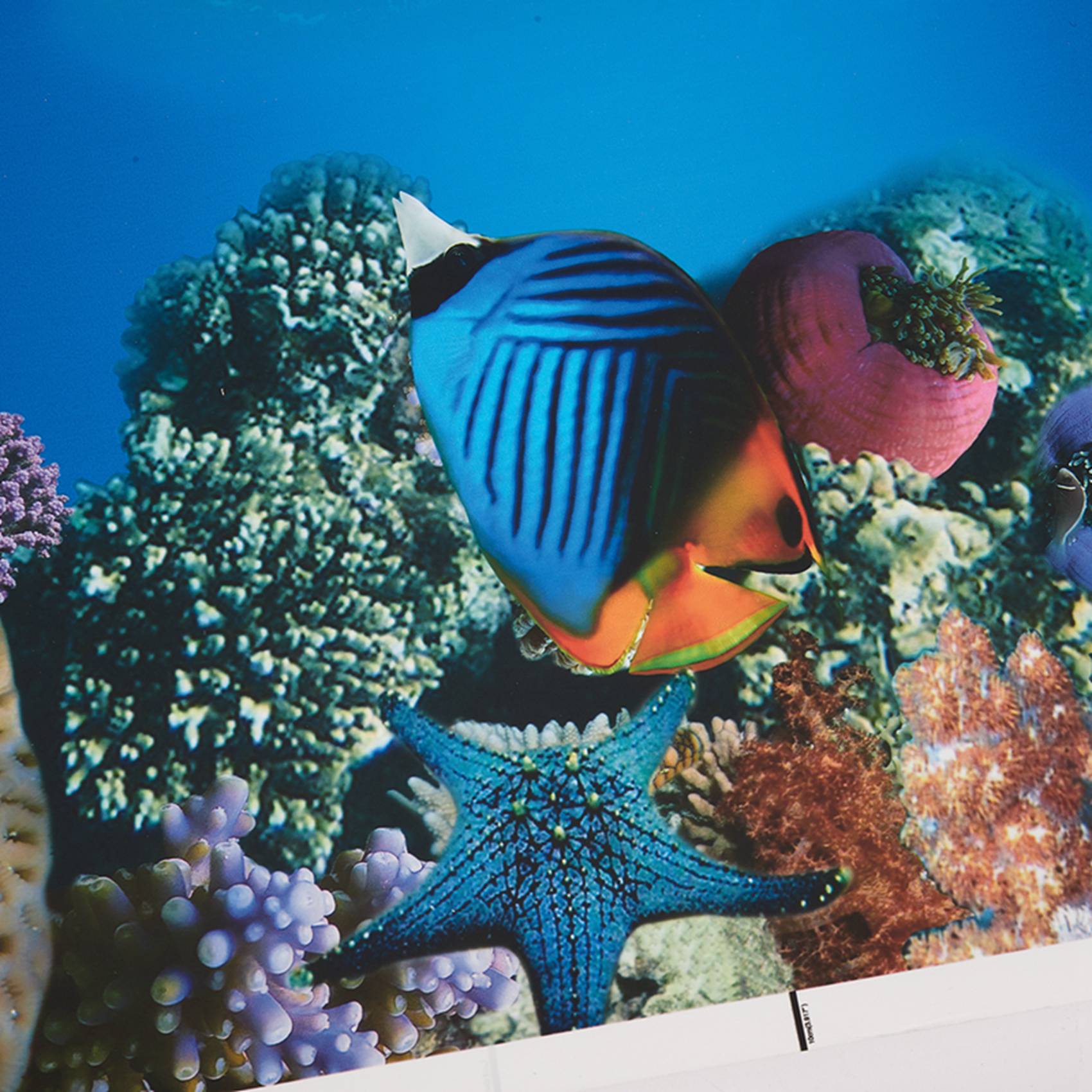 Aquarium Fish Wallpaper Hd - A77I Aquarium fond papier HD image