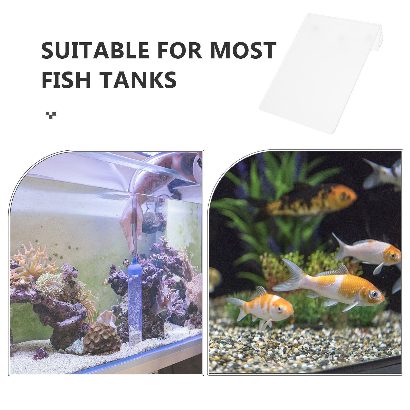 Disque de reproduction amovibl - Aquarium Fish Discus avis et prix