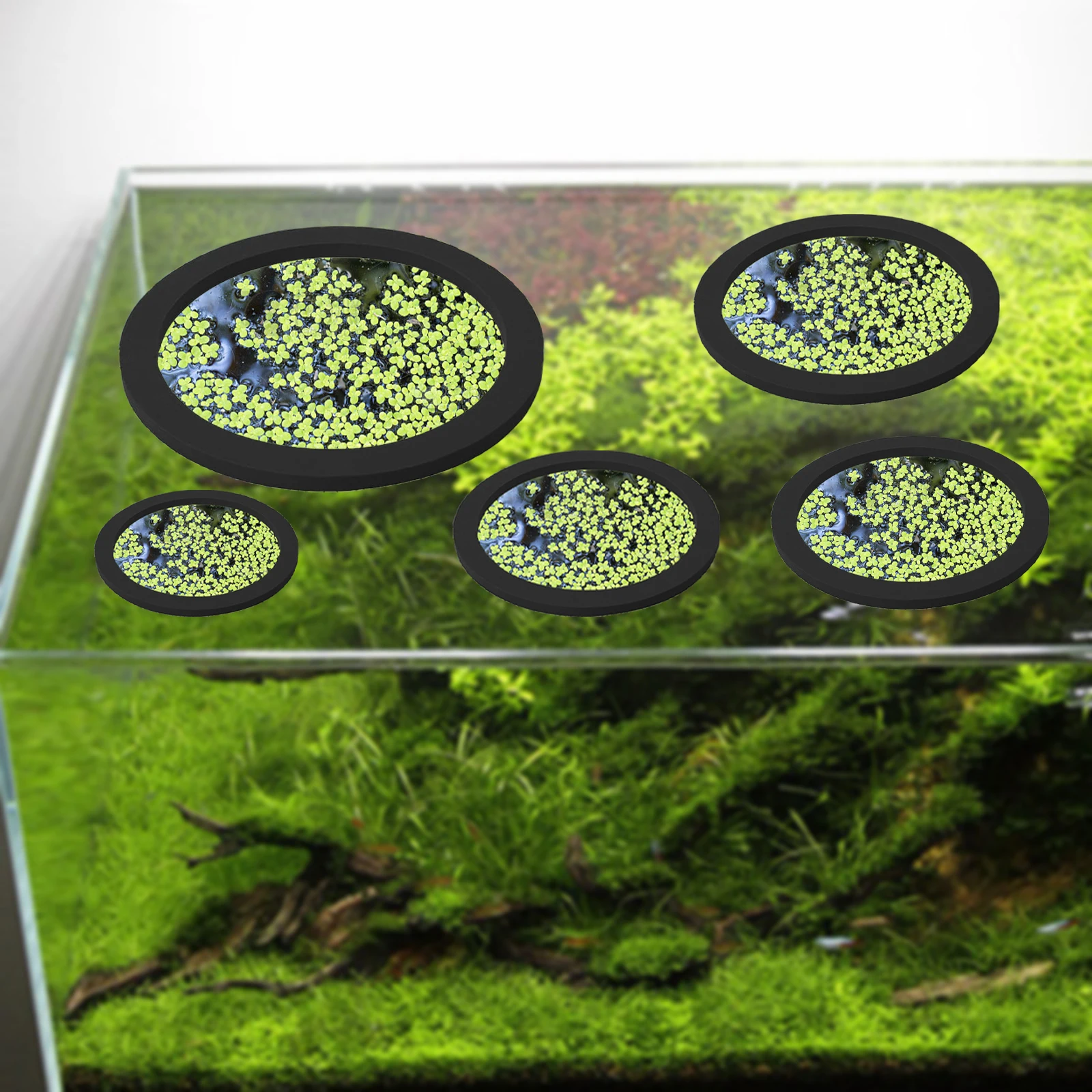 Anneaux d'Alimentation pour Aq - Aquarium Fish Marine avis et prix