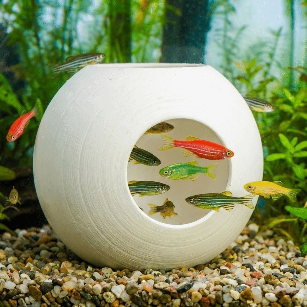 Caverne de cachette sphérique  - Aquarium Fish Discus avis et prix